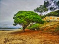 Beach tree