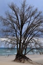 Beach Tree Royalty Free Stock Photo