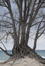 Beach Tree Royalty Free Stock Photo