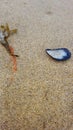 Seashell seaweed and sand Royalty Free Stock Photo