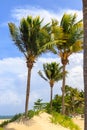 Beach on the tropical island. Clear blue water, sand and palm trees. Beautiful vacation spot, treatment and aquatics. Dominican Royalty Free Stock Photo