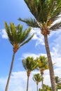 Beach on the tropical island. Clear blue water, sand and palm trees. Beautiful vacation spot, treatment and aquatics. Dominican Royalty Free Stock Photo