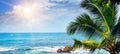 Beach tropical ocean , palm trees and sun. Wide photo.