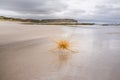 Beach tumbleweed closeup at ocean shore. Royalty Free Stock Photo