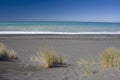 Beach tussock Royalty Free Stock Photo