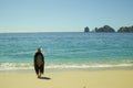 Woman on the beach,Los Cabos ,Baja California Sur, MÃÂ©xico Royalty Free Stock Photo