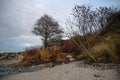 Beach vegetation along the steep coast of the baltic sea with trees, shrubs and marram grass in autumn and winter colors, copy