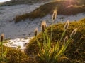 Beach vegetation background fluffy seed-heads catching morning light