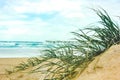 beach vegetation on sand dunes Royalty Free Stock Photo