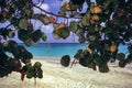 Beach View, Through the Sea Grape Tree, Grand Anse Beach, Grenada Royalty Free Stock Photo