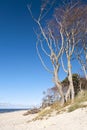 Beach of darss, Germany