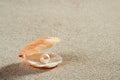 Beach white sand pearl shell macro Royalty Free Stock Photo