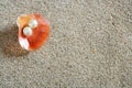 Beach white sand pearl shell macro Royalty Free Stock Photo