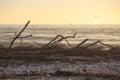 Beach in winter, italy Royalty Free Stock Photo