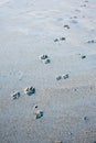 Beach wolf footprints in sand