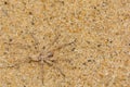 Beach Wolf Spider