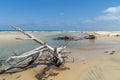The beach won fraser island there are washed up trees in beautiful weather Royalty Free Stock Photo