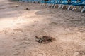 Beach workers swept garbage by broom on sandy beach in front of plastic chairs. Side view