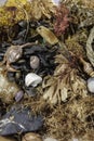 Beachcombing. Assortment of marine life and debris