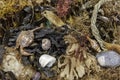 Beachcombing find. Marine and coastal debris background image. Royalty Free Stock Photo