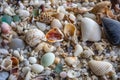 beachcombing snapshot of collection of shells, sea glass, and other beach treasures