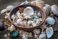 beachcombing snapshot of collection of shells, sea glass, and other beach treasures