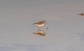 Beachcombing Wanderers: Common Sandpiper Birds Gliding Above the Shore