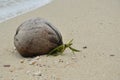 Beached coconut fallen from the tree