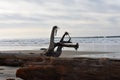 Beached Logs Along the Coast of Oregon