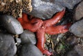Red Starfish Royalty Free Stock Photo