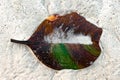 Beached decomposing leaf with perfect parallel venation, on white sand of tropical island is half decomposed losing green pigment.