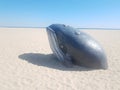 beached whale animal with barnacles on its head at beach Royalty Free Stock Photo