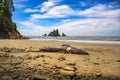 Beached whale carcass at La Push Third Beach, Washington State