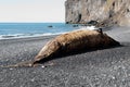 Beached whale in Iceland Royalty Free Stock Photo