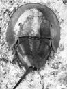 The Beaches of Mexico - A beautiful shot of a horseshoe crab shell Royalty Free Stock Photo