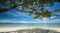 Beachfront Beauty: Tree Canopy, Sandy Shore, Azure Ocean and Sky Royalty Free Stock Photo