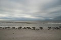 Beachfront view of horizon and seaweed piles on stormy morning along Fort Myers Beach, Florida.