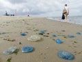 Beachgoers walking among swarms of washed up jellyfish