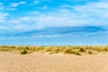 Beachgrass Ammophila in England beach