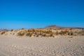 Beachgrass, ammophila on white sand dune. Elafonisos island flora, blue sky, Greece