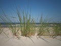 Beachgrass