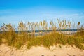 Beachgrass and sand dune in St. Augustine Royalty Free Stock Photo