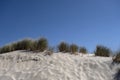 Beachgrass in the sand dunes Royalty Free Stock Photo