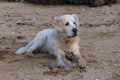 Beachside Bliss: A Playful Golden Retriever Finds Joy in Fetching a Stick on the Sunny Shoreline