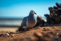 Beachside charm pigeon gracefully positioned on the sand by the sea