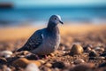 Beachside charm pigeon gracefully positioned on the sand by the sea