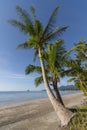 Beachside with coconut tree, Koh Chang, Thailand