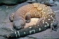 Beaded lizard 2