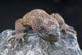 Beaded lizard / Heloderma horridum