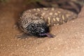 Beaded Lizard, heloderma horridum, Adult with Tongue Out, a Venomous Specy Royalty Free Stock Photo